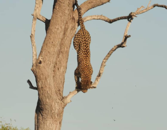 Namibia Adventure: Wildlife and Wonders in 8 Days